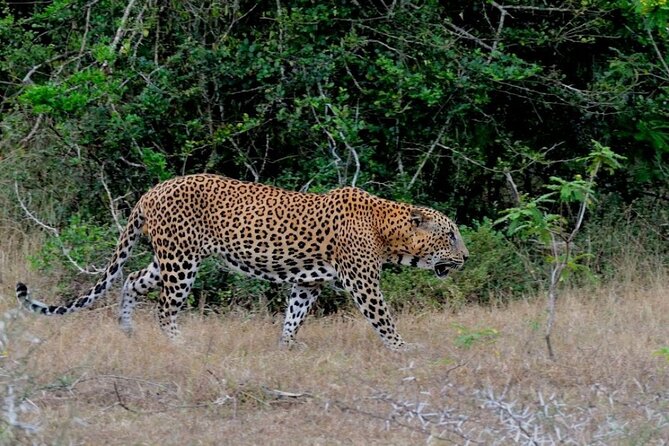 2 Day Private Tour of Yala Wild Safari & Galle Sightseeing - All Inclusive - Meeting and Pickup Information