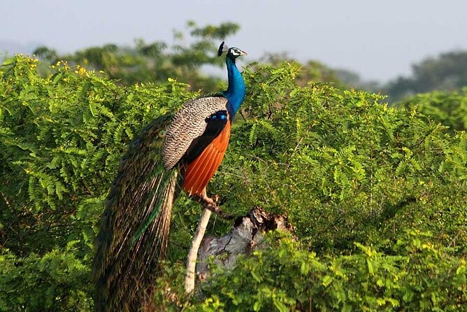 2 Day Private Tour of Yala Wild Safari & Galle Sightseeing - All Inclusive - Additional Information