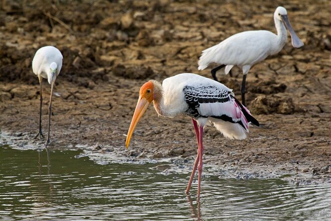 2 Day Private Tour of Yala Wild Safari & Galle Sightseeing - All Inclusive - Yala Wild Safari