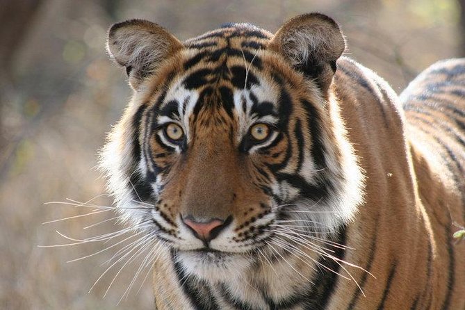 2-Day Private Tour to Ranthambhore Tiger Safari Tour From Jaipur - Key Points