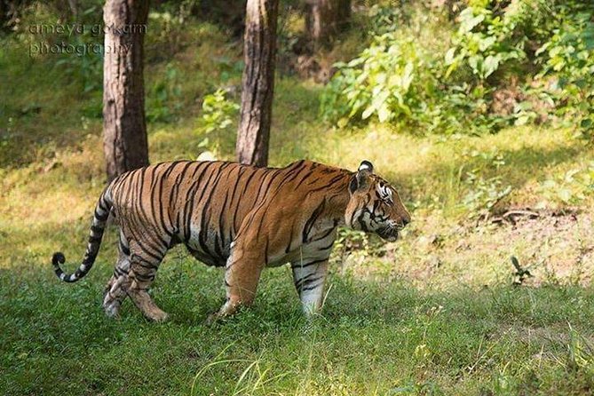 2-Day Private Tour to Ranthambhore Tiger Safari Tour From Jaipur - Pickup and Meeting Details