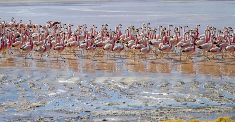 2-Day Private Tour to Salar De Uyuni and Laguna Colorada - Day 2: Return to Uyuni or Hito Cajon