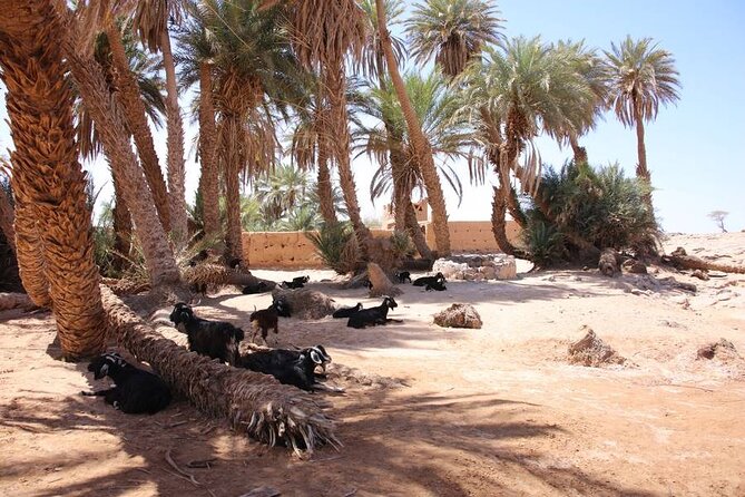 2-Day Private Tour to the Heart of the Chegaga Dunes - Meeting and Pickup Logistics