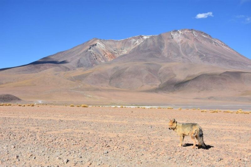 2-Day Private Tour: Uyuni Salt Flats to San Pedro De Atacama - Reservation and Flexibility