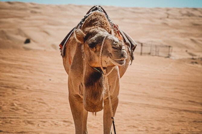 2-Day Private Wahiba Sands Desert Camping Tour From Muscat - Safety Considerations