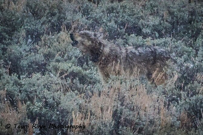 2-Day Private Yellowstone Tour(Lower and Upper Loops W Iconic Sites) W Lunch - Itinerary Highlights