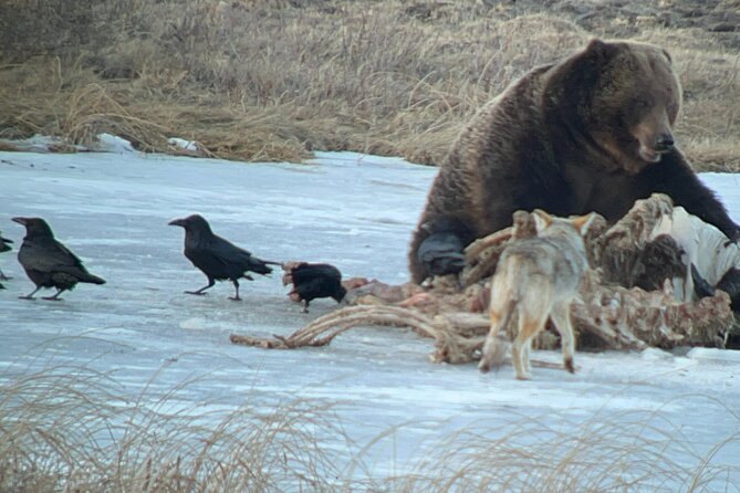 2-Day Private Yellowstone Tour(Lower and Upper Loops W Iconic Sites) W Lunch - Cancellation Policy