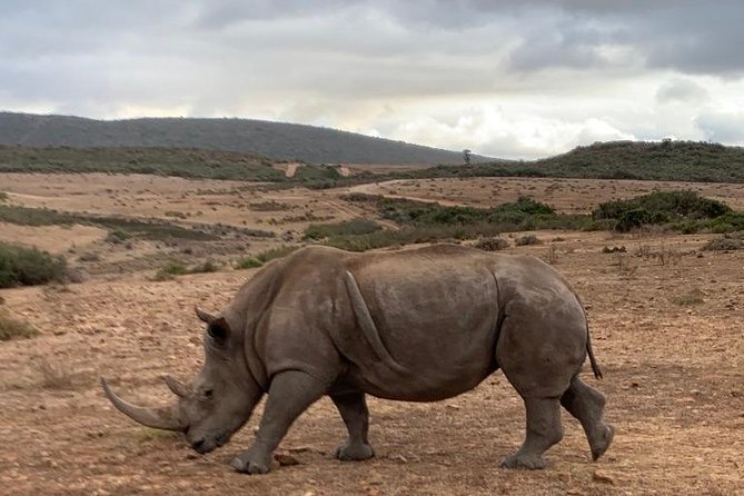 2 Day Safari Experience From Cape Town - Exploring the Garden Route