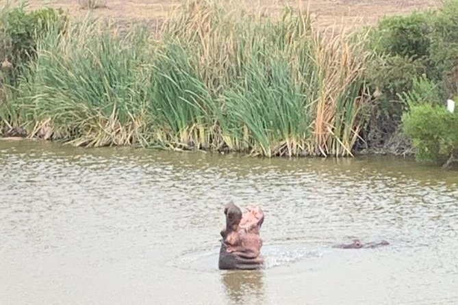 2 Day Safari Experience From Cape Town - Overnight Game Lodge Experience