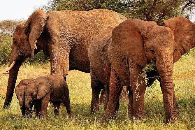 2-Day Safari in Taita Hills From Mombasa - Pickup and Drop-off Provided