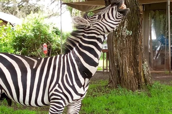 2 Day Safari Tarangire and Ngorongoro Crater - Itinerary Details