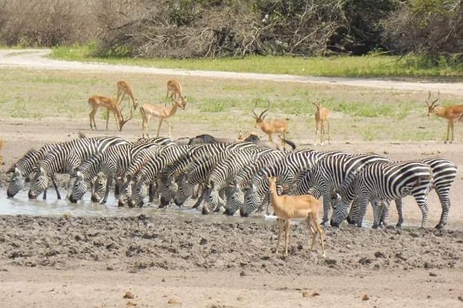 2 Day Safari to Mikumi Departure From Zanzibar - Pickup and Accessibility