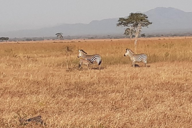 2 Day Safari to Mikumi Departure From Zanzibar - Reviews and Ratings