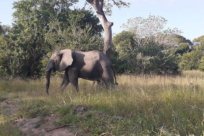 2 Day Safari to Mikumi Departure From Zanzibar - Safari Itinerary and Schedule