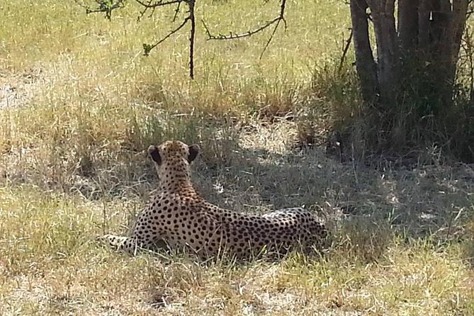 2 Day Safari to Mikumi Departure From Zanzibar - How to Book and Contact