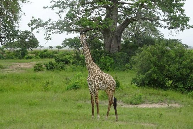 2 Day Safari to Mikumi National Park + Transfers From Dar Es Salam - Key Points