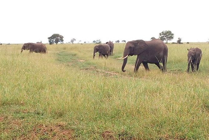 2 Day Safari to Mikumi National Park + Transfers From Dar Es Salam - Meal Inclusions