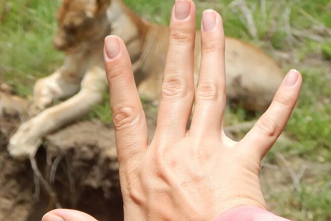 2 Day Safari to Mikumi National Park + Transfers From Dar Es Salam - Private Tour Details