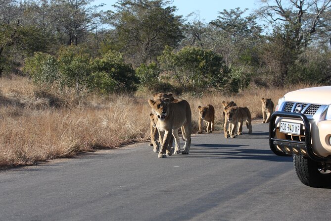 2-Day Safari Tour in Kruger National Park - Accessibility and Transportation