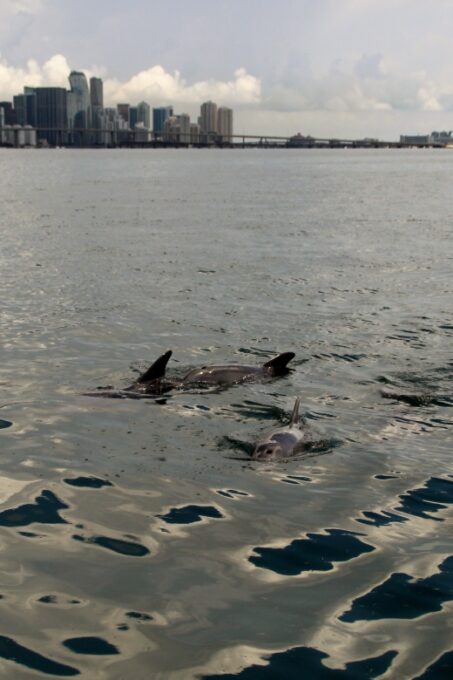 2 DAY Sailing From Miami to North Key Largo and Back - Important Notes