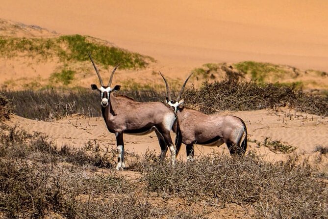 2 Day Scenic Sossusvlei Adventure Tour in Namibia - Health and Accessibility