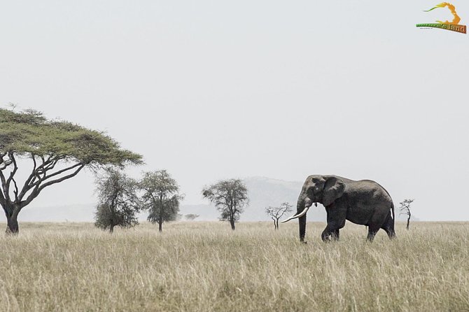 2 Day Serengeti Safari Experience From Mwanza - Inclusions and Exclusions