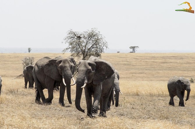 2 Day Serengeti Safari Experience From Mwanza - Safety and Security Measures