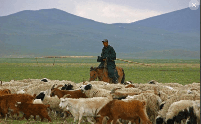2 DAY Sheep Herding & Horse Trekking With MONGOLIAN NOMADS - Traditional Dinner