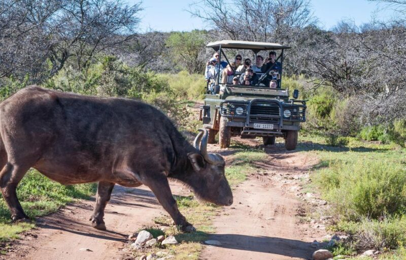 2 Day Small Group Cape Town: Garden Route Big 5 Safari Tour - Key Points