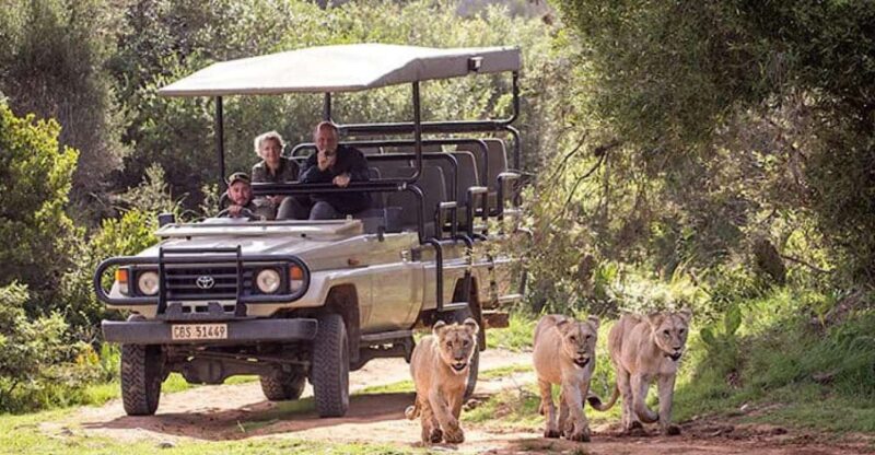 2 Day Small Group Cape Town: Garden Route Big 5 Safari Tour - Day 1: Cape Town to Oudtshoorn