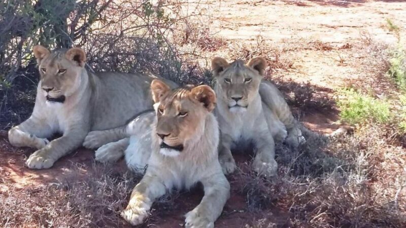 2 Day Small Group Cape Town: Garden Route Big 5 Safari Tour - Cango Caves Heritage Tour