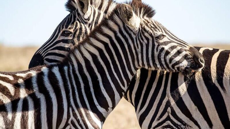 2 Day Small Group Cape Town: Garden Route Big 5 Safari Tour - Buffelsdrift Game Reserve Safari