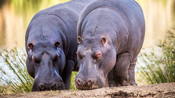 2 Day Small Group Cape Town: Garden Route Big 5 Safari Tour - Day 2: Chandelier to Botlierskop