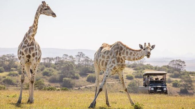 2 Day Small Group Cape Town: Garden Route Big 5 Safari Tour - Giraffe and Ostrich Encounters