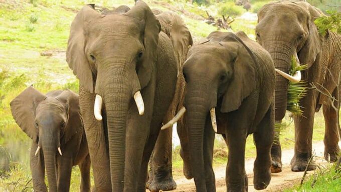 2 Day Small Group Cape Town: Garden Route Big 5 Safari Tour - Botlierskop Game Reserve Safari