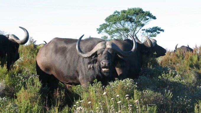 2 Day Small Group Cape Town: Garden Route Big 5 Safari Tour - Frequently Asked Questions