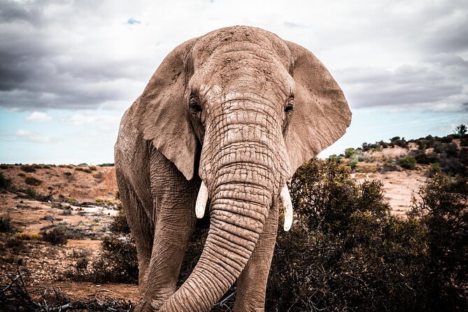 2 Day Small Group Garden Route Big 5 Safari Tour From Cape Town - Accommodation and Meals