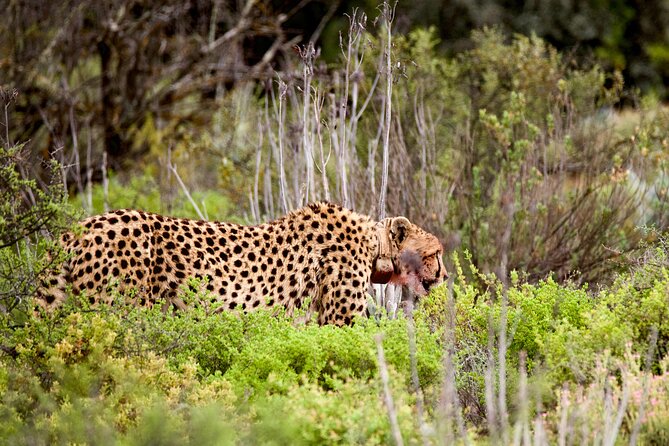 2 Day Small Group Garden Route Big 5 Safari Tour From Cape Town - Transportation and Pickup