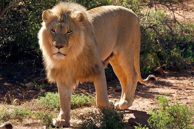2 Day Small Group Garden Route Big 5 Safari Tour From Cape Town - Booking and Inquiries