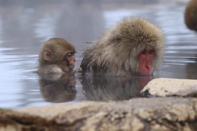 2-Day Snow Monkey Tour: Nagano To Takayama via Matsumoto - Sake Tasting Experience