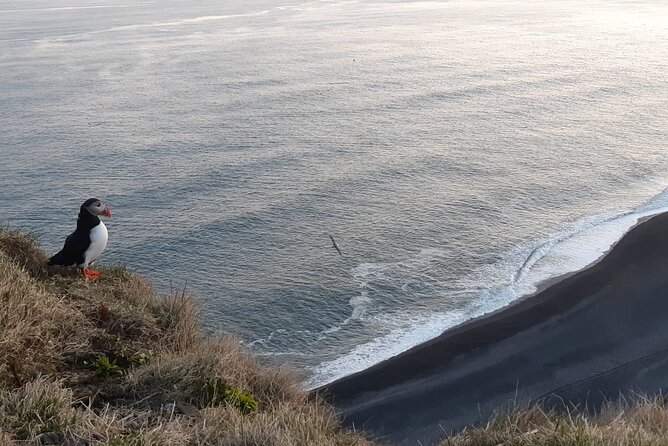 2-Day South Coast Tour | Golden Circle, South Coast & Black Beach - Guest Experiences and Feedback