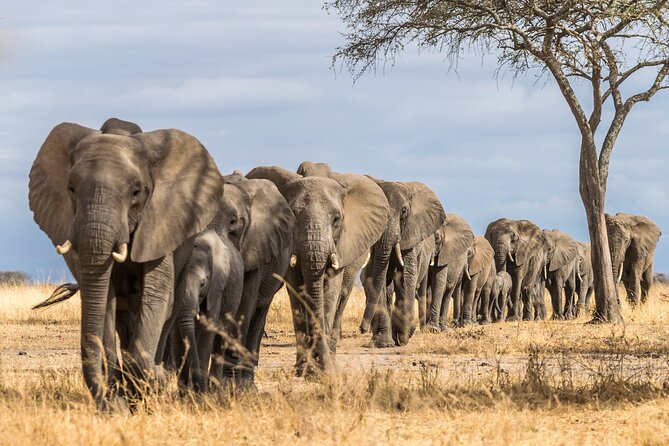 2-Day Sublime Safari to Tarangire and Ngorongoro Safari - Customer Feedback