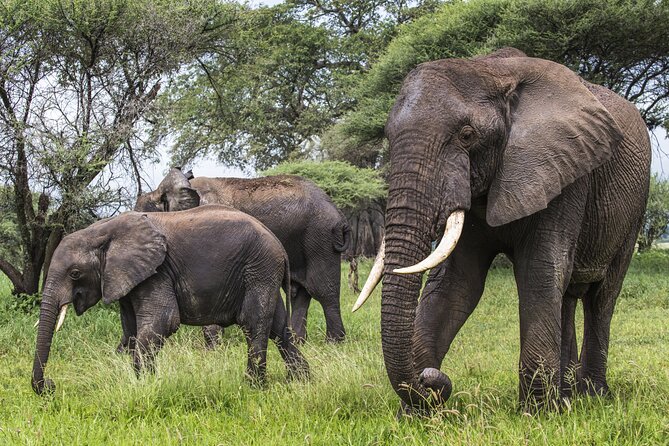 2-Day Sublime Safari to Tarangire and Ngorongoro Safari - Booking Details