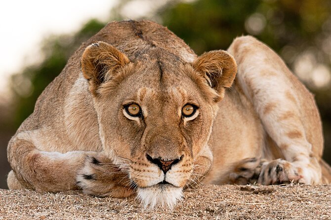 2-Day Sublime Safari to Tarangire and Ngorongoro Safari - Exploring Tarangire