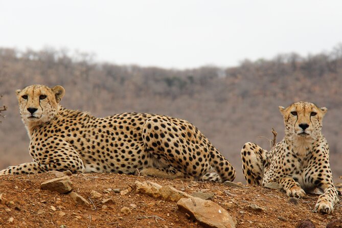 2-Day Sublime Safari to Tarangire and Ngorongoro Safari - Discovering Ngorongoro