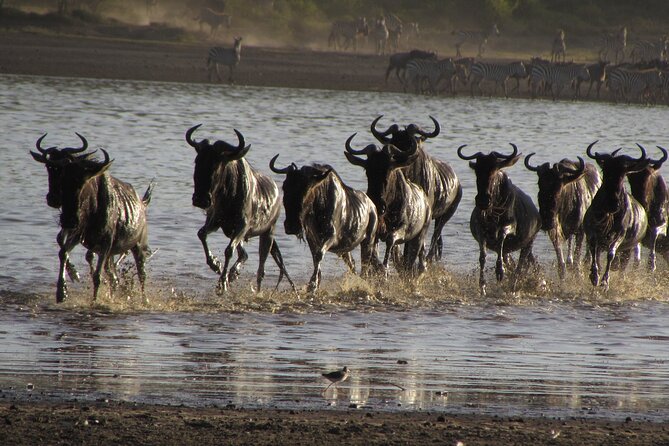 2-Day Sublime Safari to Tarangire and Ngorongoro Safari - Safari Itinerary