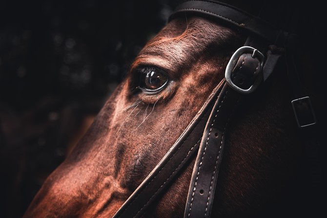 2-Day Sundance Overnight Backcountry Lodge Trip by Horseback - Getting to the Meeting Point