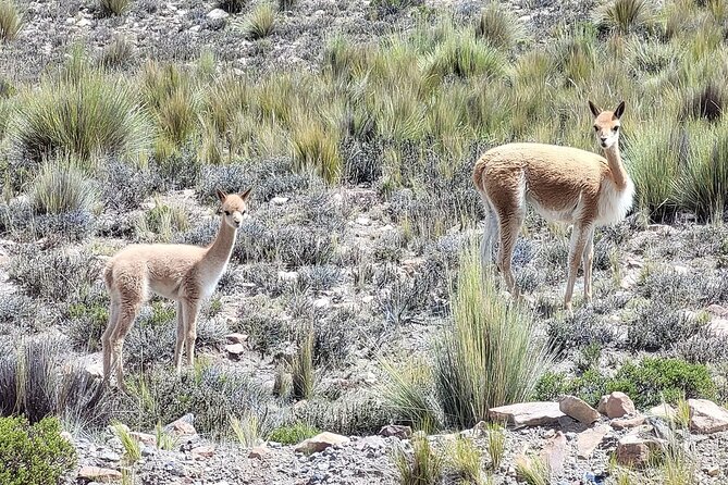 2-Day Tour in Colca Valley - Overview of the Colca Valley Tour