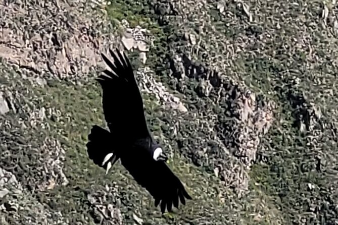 2-Day Tour in Colca Valley - Meeting and Pickup Details