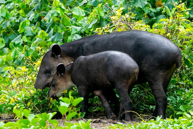 2-Day Tour in Corcovado, Sirena and San Pedrillo Stations - Itinerary and Inclusions